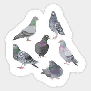 Pigeon Party Sticker